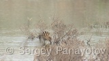 Video of Common Snipe - Eating Common Snipe in the mud lake